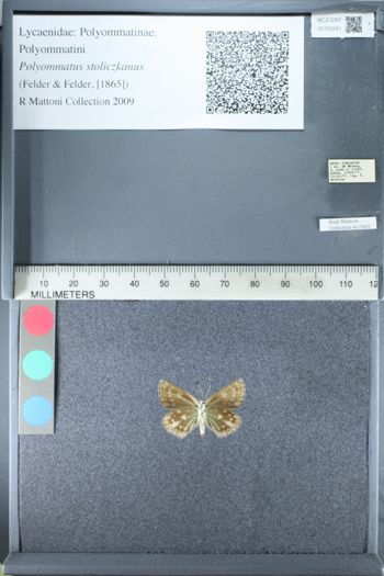 Media type: image;   Entomology 155241